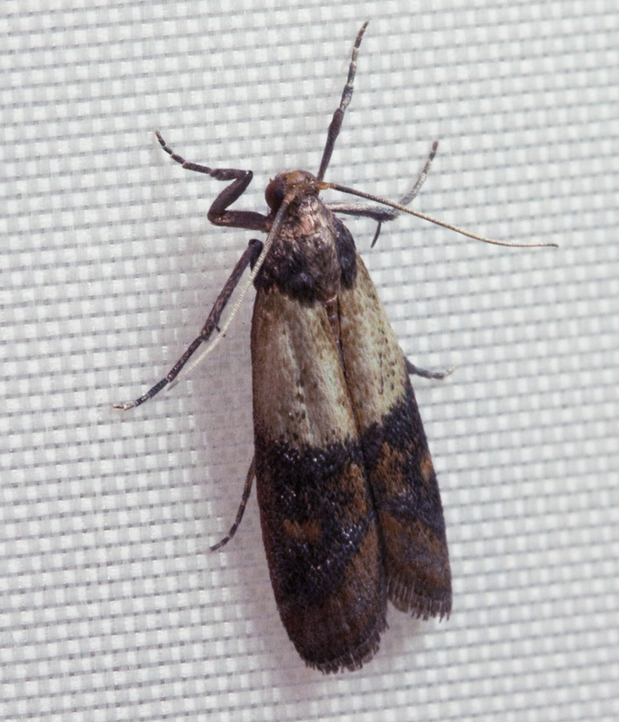 An Indian meal moth (Plodia interpunctella) on white material.