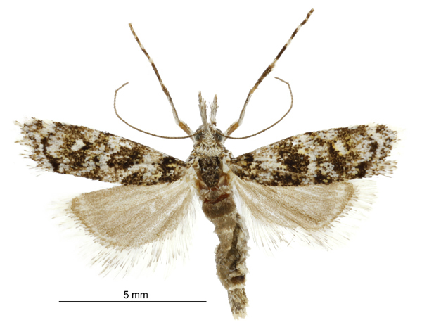 Gadira petraula (female) moth on white background.