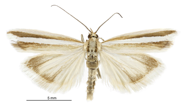 Moth trap - Wikipedia
