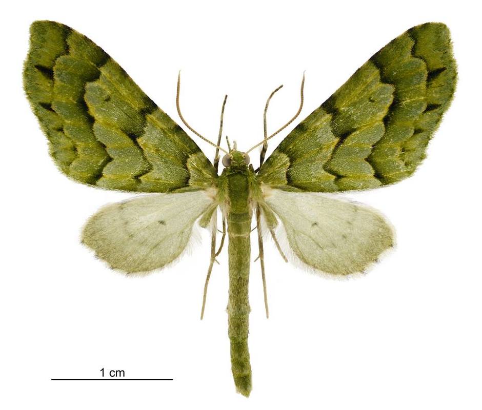 Tutu green spindle (Tatasoma lestevata) moth on white background