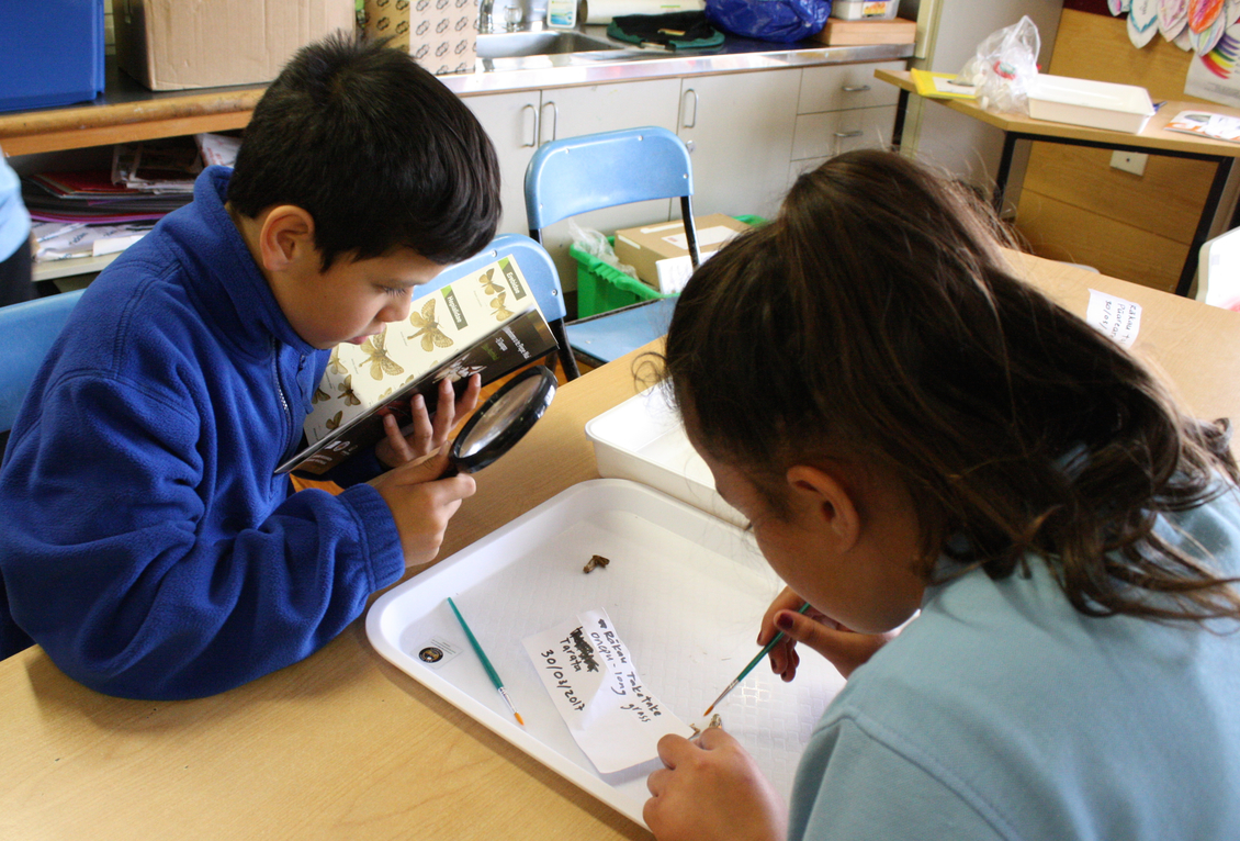 children in a classroom observing moths.