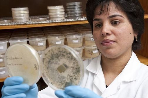 A bio-preservation scientist inspects agar plates growing mould.