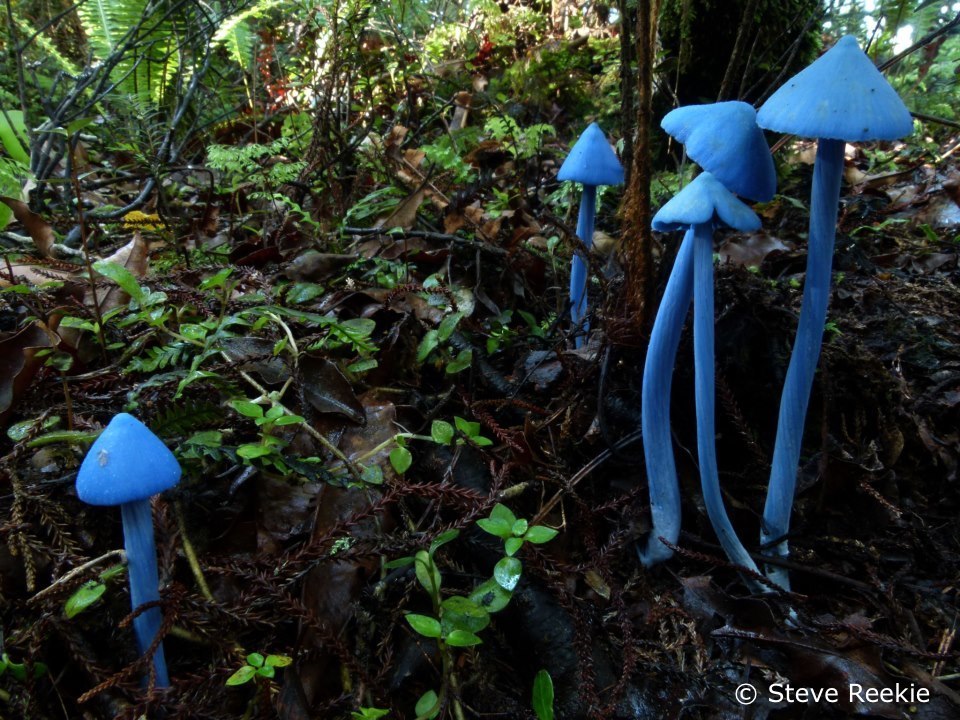 Werewere-kōkako (Entoloma hochstetteri) blue fungi in forest.