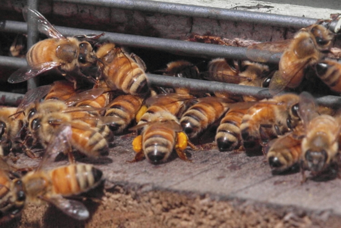 Bees in a hive, including one Bee with pollen baskets. 