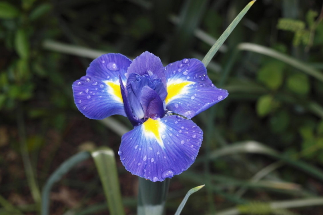 A purple and yellow iris flower.