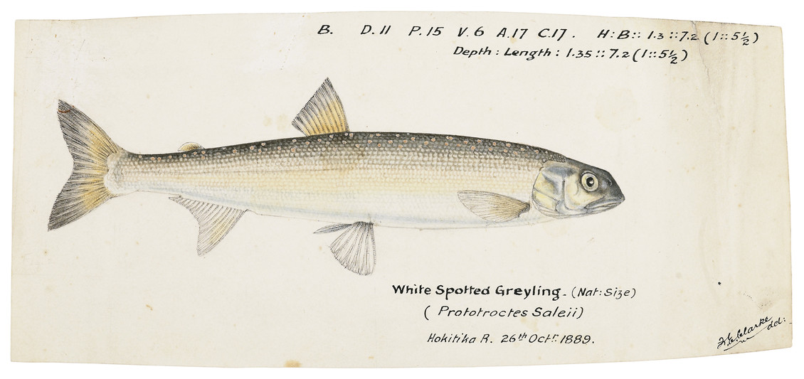 Prototroctes oxyrhynchus White spotted greyling 1889 watercolour