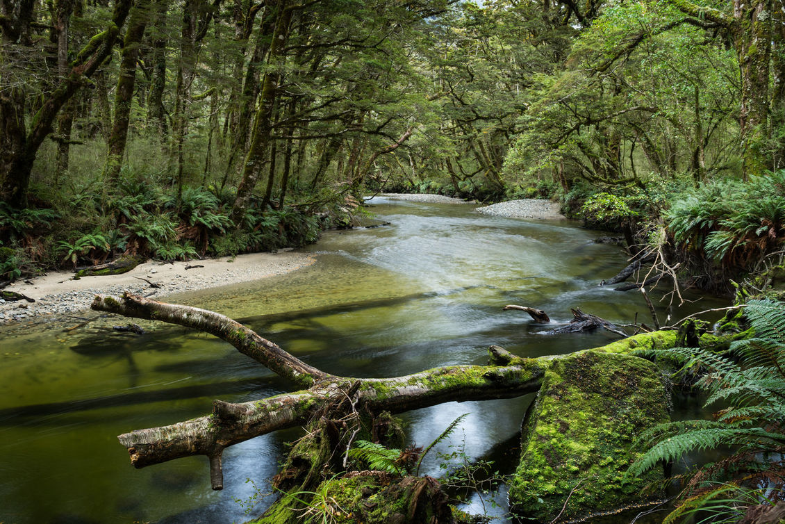 Stream and lush forest along the Kepler Track, New Zealand.