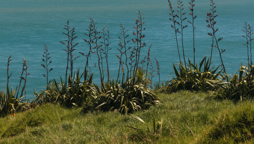 Flowering Harakeke by Hokianga Harbour, New Zealand.