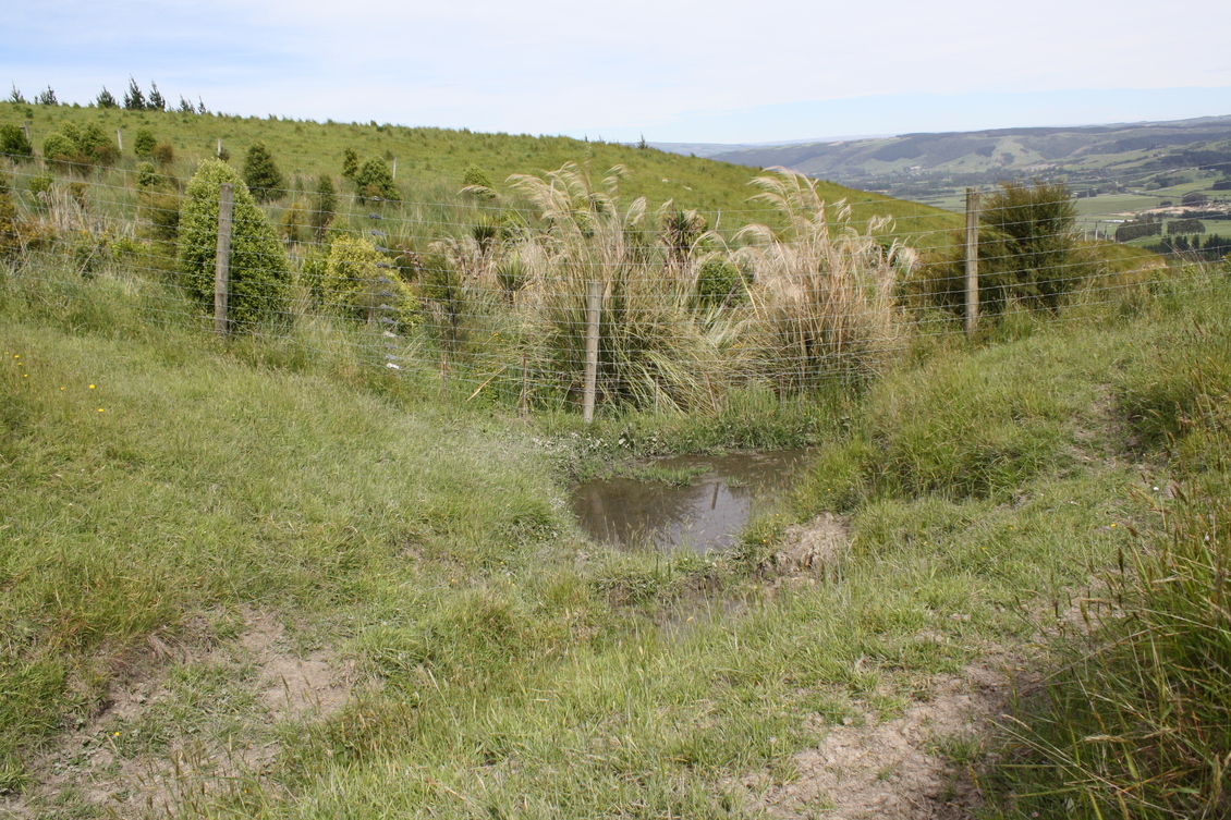 A planted fenced wetland area, New Zealalnd.
