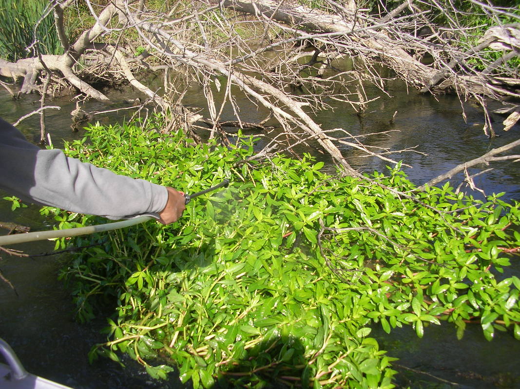 Removing invasive weeds growing near a stream