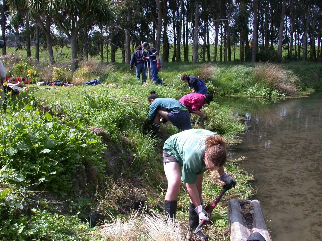 Volunteers replanting a riparian strip by a stream, New Zealand