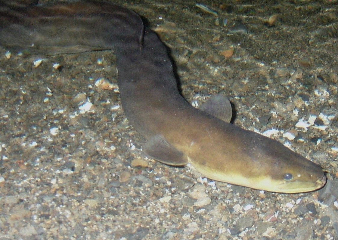 NZ Longfin eel/Tuna ōrea (Anguilla dieffenbachii) in a river.