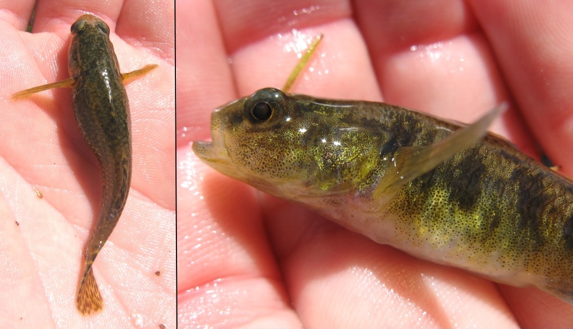 Tarndale bully / Kōpūtea (Gobiomorphus alpinus) fish on a hand.