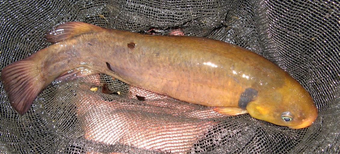 A shortjaw kōkopu (Galaxias postvectis) in a net.