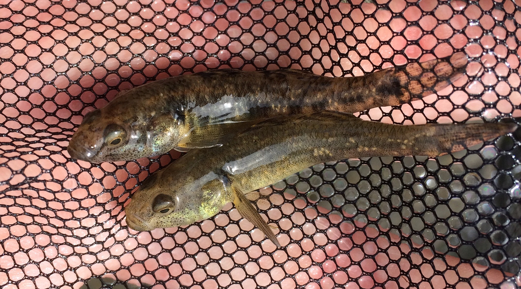2 common bully/Tīpokopoko (Gobiomorphus cotidianus) fish in net
