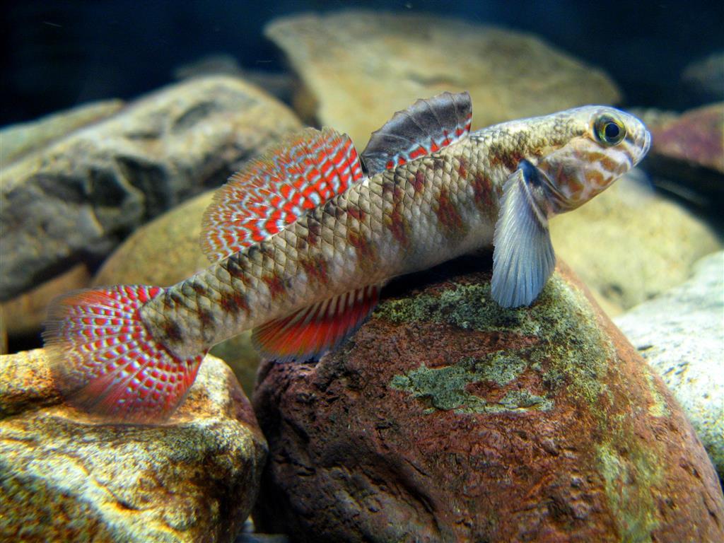 A redfin bully (Gobiomorphus huttoni) underwater on rocks.