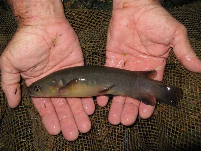 Hands holding a banded kōkopu (Galaxias fasciatus).