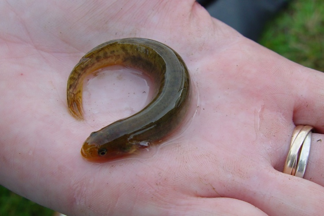 A rare black mudfish on a hand.