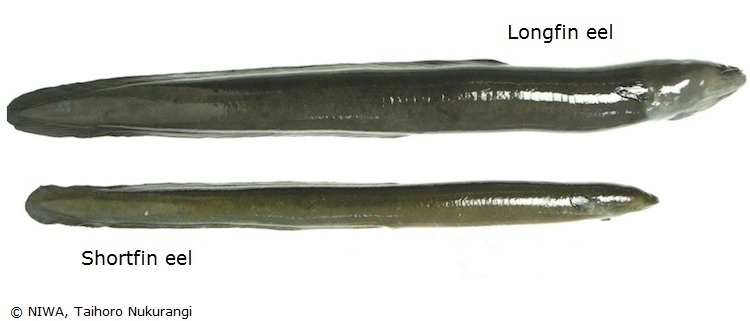  A longfin and shortfin eel on a white background.