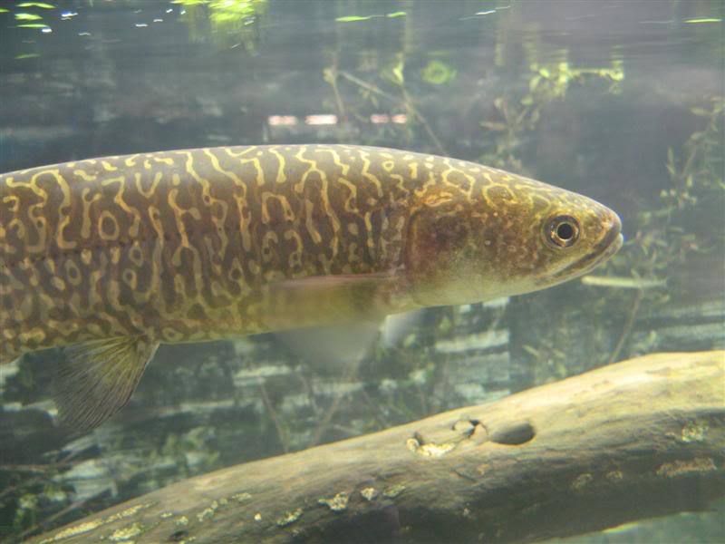 A giant kōkopu (Galaxias argenteus) underwater.