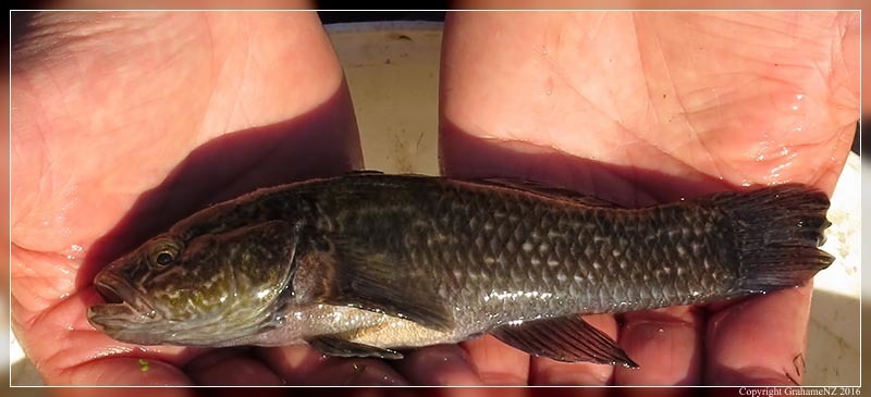 Hand holding a giant bully (Gobiomorphus gobioides) fish.