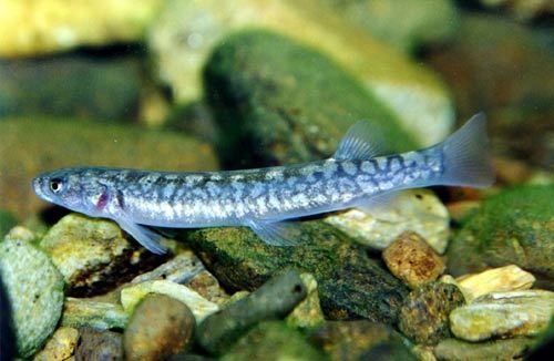 Kōaro (Galaxias brevipinnis) fish underwater