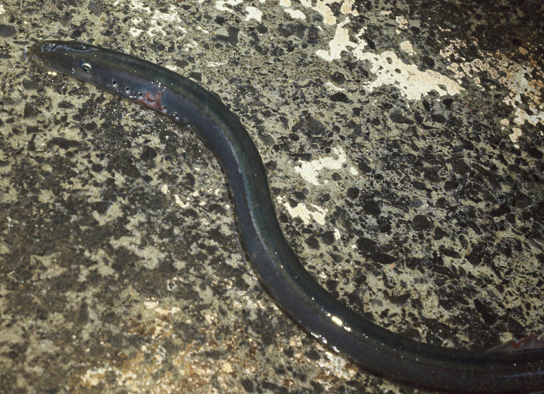 A lamprey / Piharau (Geotria australis) underwater.