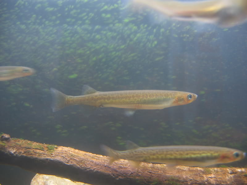 Inanga (Galaxias maculatus) swimming underwater.