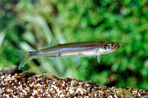 Common smelt/Paraki (Retropinna retropinna) underwater.