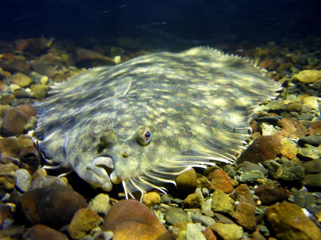 A black flounder (Rhombosolea retiaria) on river bed.