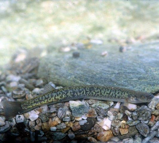 Upland longjaw galaxias/Ika ririki(Galaxias prognathus) in river