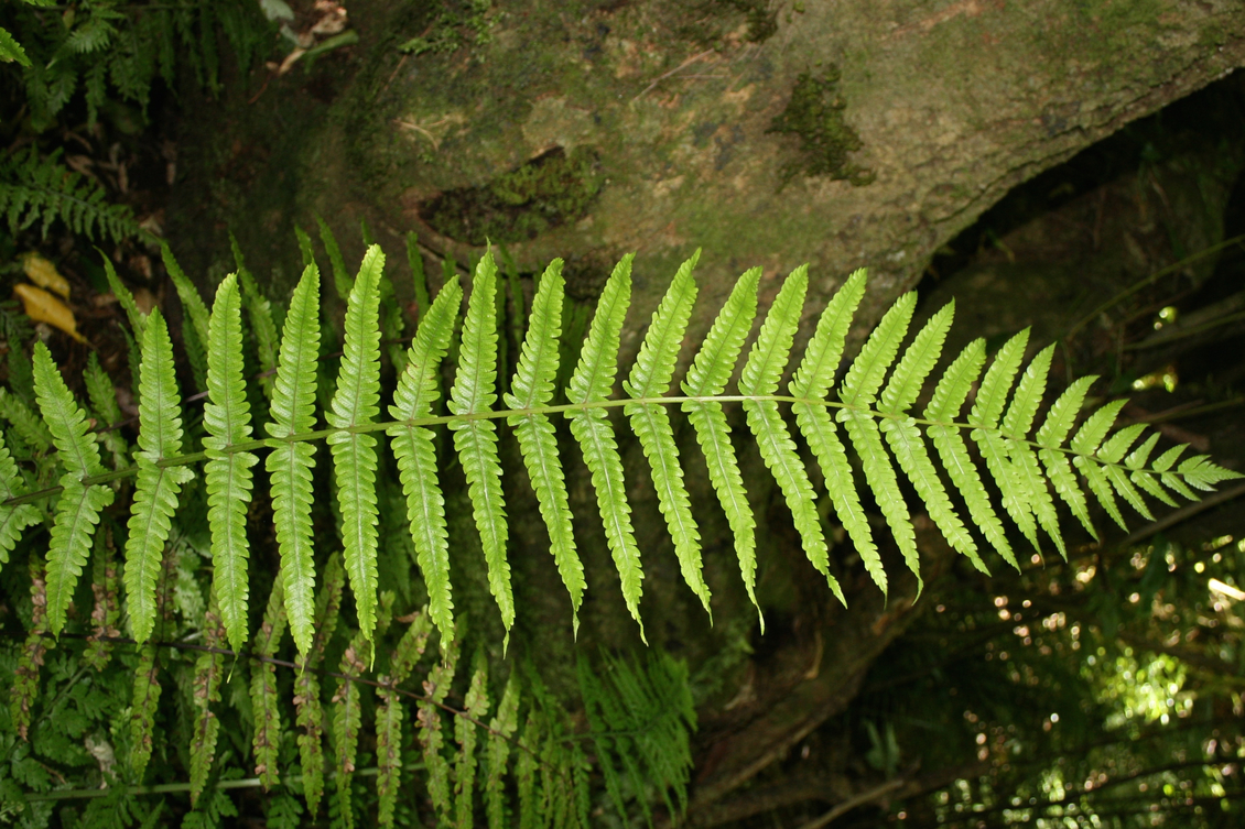 New Zealand fern leaf in a forest.