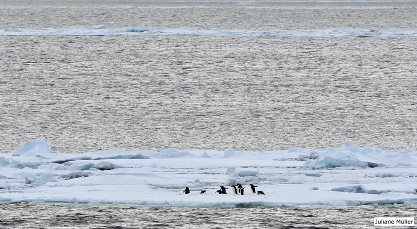 Penguins on sea ice in the Ross Sea in 2018.