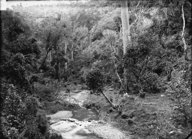 Kaiwharawhara Stream & bush Wellington Old black & white photo