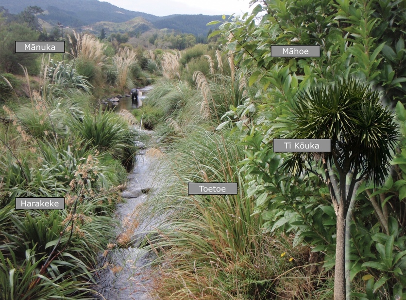 Waitete Stream, Waihi and te reo Māori labels identifying plants