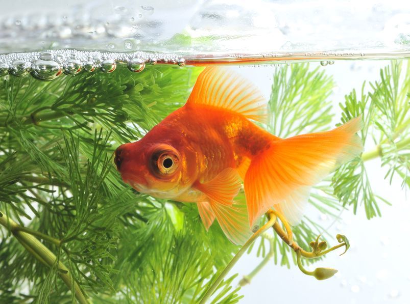 A goldfish in a home aquarium.
