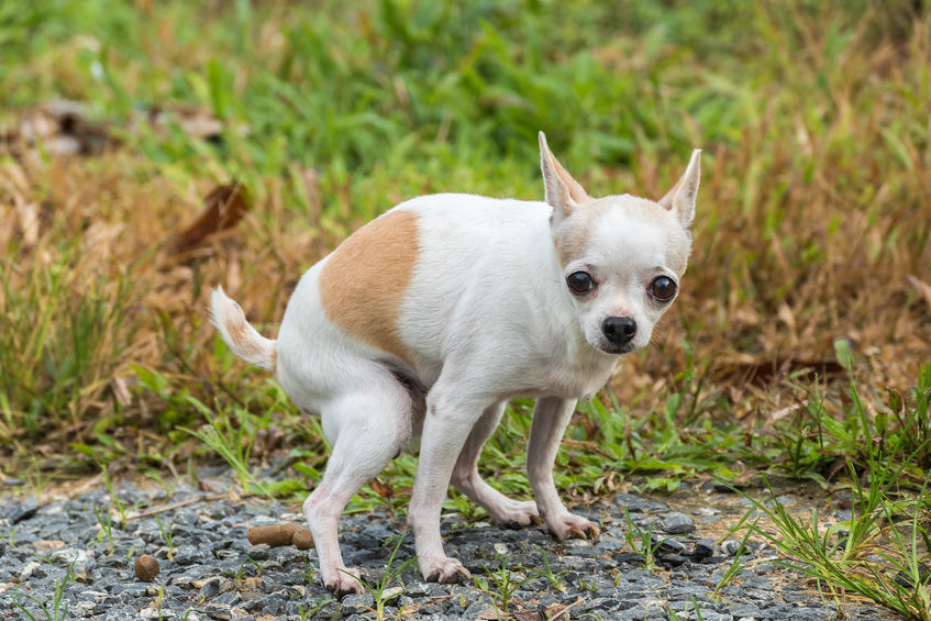 Small white and tan dog doing a poo outside.