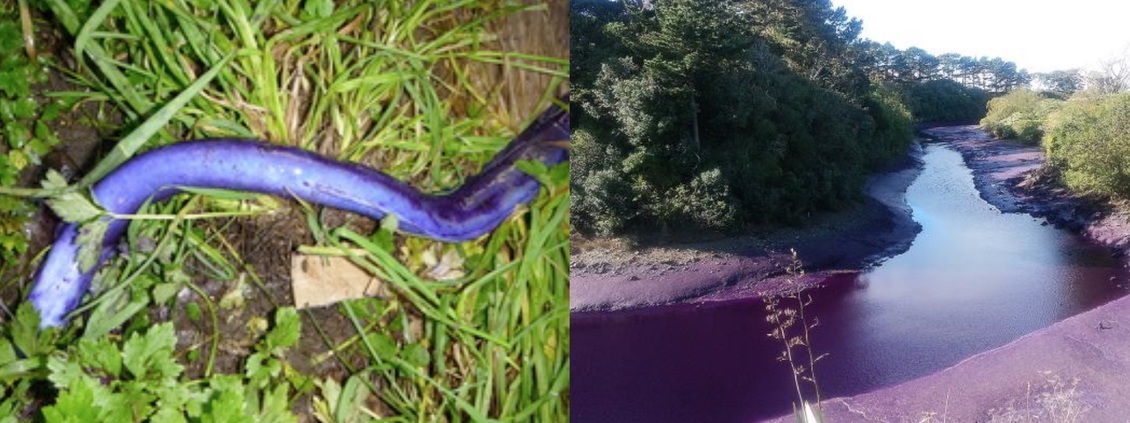 Impacts from methyl violet dye pollution leak on stream and fish