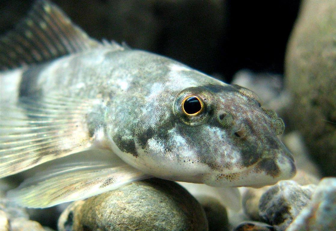 Torrentfish/Papangoko (Cheimarrichthys fosteri) underwater. 