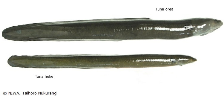  A longfin and shortfin eel (Tuna heke) on a white background.