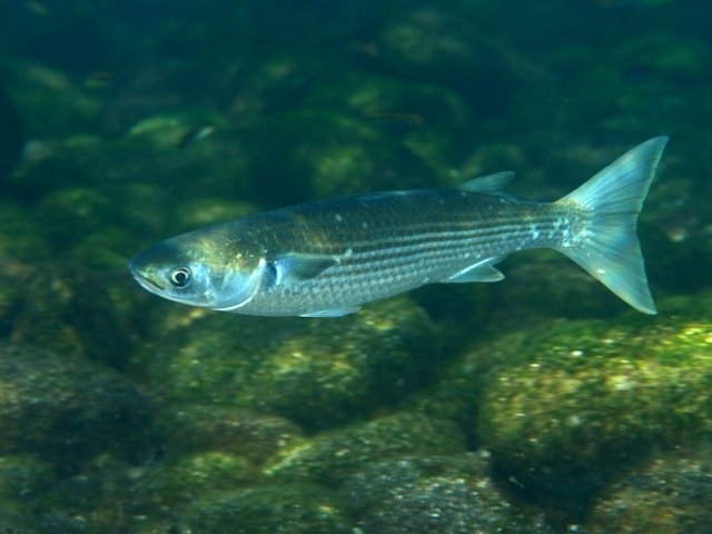 Grey mullet/Kanae raukura (Mugil cephalus) swimming in river