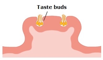 Simple diagram of the Fungiform papillae taste buds.
