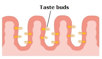 Simple diagram of foliate papillae and taste buds on tongue.