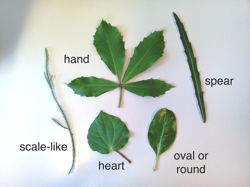 Photos of five common leaf shapes from New Zealand.