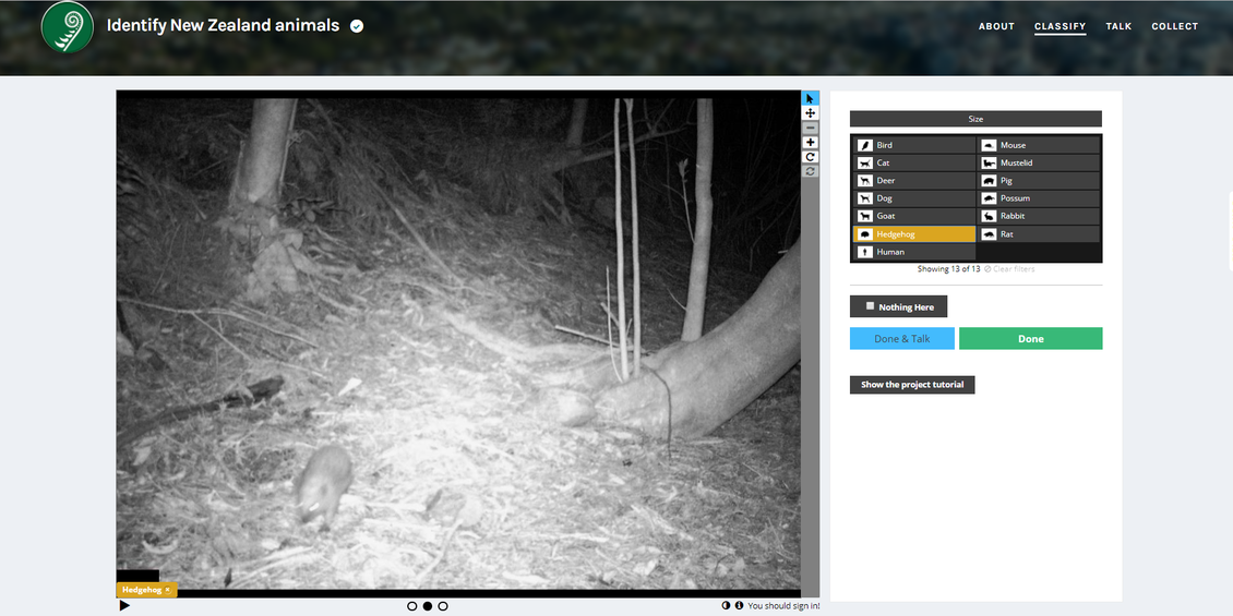 Image classification using nighttime camera - hedgehog