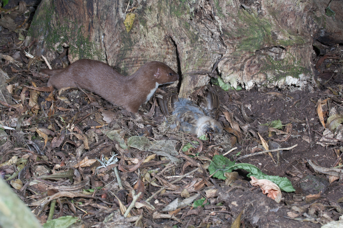Weasel (mustela nivalis) with house sparrow (passer domesticus)