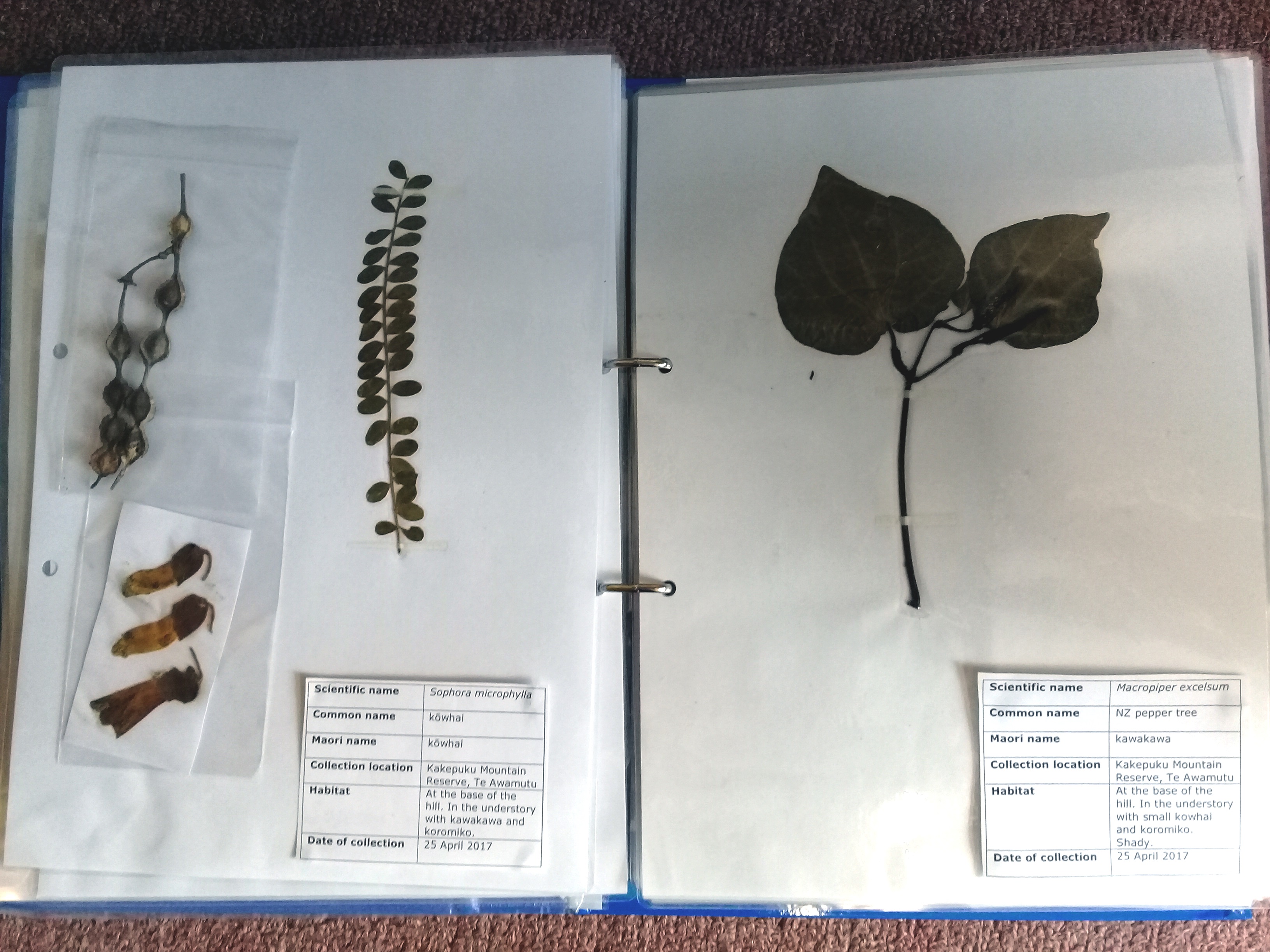 Making a lifesize leaf collection — Science Learning Hub