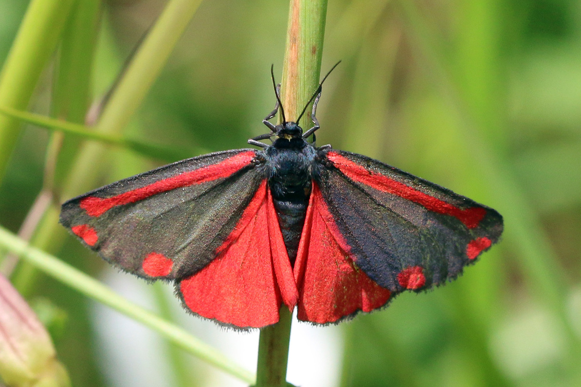 A cinnabar moth (Tyria jacobaeae) on a plant.