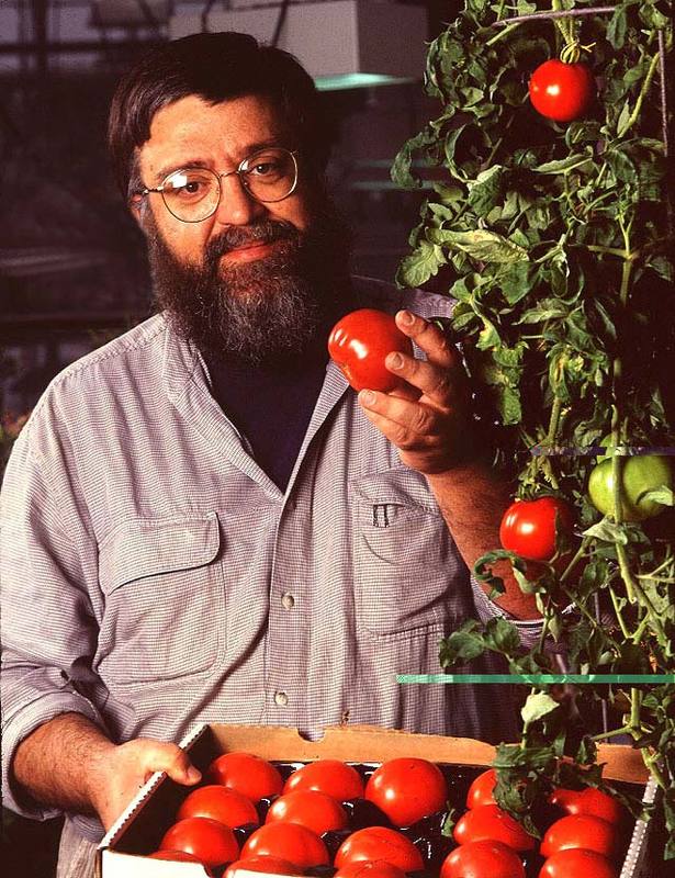 Scientist holding Tomatoes with bioengineered gene.