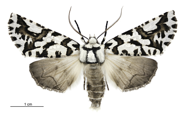Declana atronivea or lichen or zebra moth on white background.